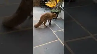 the last piece of meat for the fox #shorts #foxfamily #fox #pets