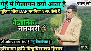 गेहूं में कल्लों की संख्या कैसे बढ़ाएं | पीलापन कैसे ठीक करें | गेहूं वैज्ञानिक से जानिए 🌾  LIVE 🔴