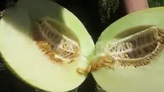 How to pick a PERFECT Honeydew!