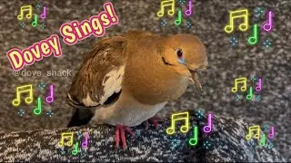 ❤️ White-winged Dove Sings Along! (Dovey coos to favorite song!) #doves #pigeon #birds #cooing