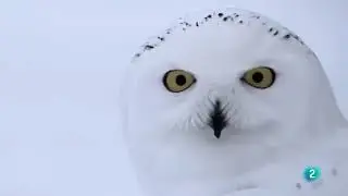 Grandes Documentales Cuento de Invierno  El viaje de los buhos nivales, documentales de animales