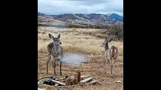 Two white tail Tank 2 Chiricahua Mountains in SE Arizona