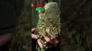Baby Barred Owl Rescue ⛑️🦉 #shorts #owl