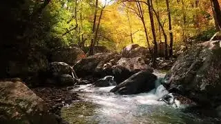 Connexion &agrave; la For&ecirc;t &bull; Relaxation &bull; D&eacute;tente &bull; Calme &bull; Chanson pour dormir #relaxing #relaxingmusic 