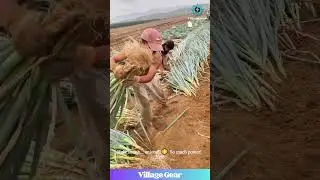 These Onion Farmers are RIPPED! 😂 Harvesting Level: BEAST MODE! #farming #onion #funny #strength