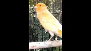 Canary signing! Full video on channel.