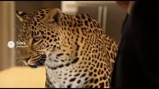 To catch a predator 