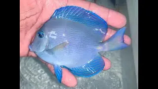 &ldquo;COLORFUL&rdquo; Atlantic Blue Tangs!