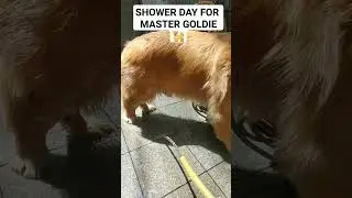 HE HATES COLD WATER 🥺#dog #goldenretriever #pet #masterg #shortvideo #shorts #shower