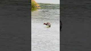 Graceful Water Dance: Little Grebe Shaking in the Lake. #youtubeshorts #shortvideo #shorts #birds