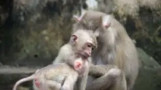 Adorable babies monkey and the little one try to walk # monkey