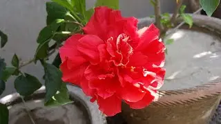 Multiple Layer Hibiscus | Double Hibiscus | Triple Layer Hibiscus