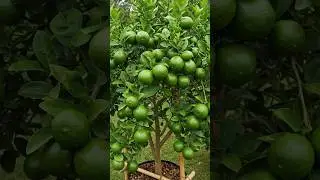 🌿Grow a PERFECT LIME Tree in Just 30 Days!