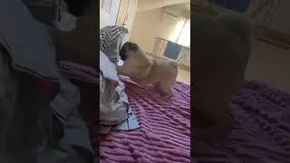 #мопс #live