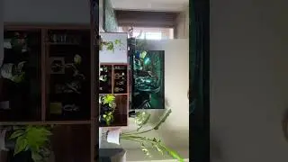 When you fill entire house with plants 🪴 absolute nature love ❤️ #moneyplant #syngoniums #jade
