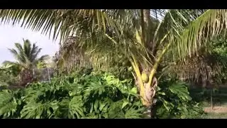 Cool Small Farm with Fruitful Trees and Garden