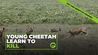 Young Cheetah Learn to KILL