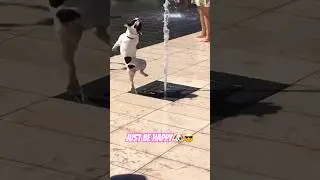 Just Be Happy #funny #cute #adorable #happy #chill #dog #doge #puppy #funnydogs #happydog