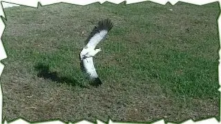 When Plovers Attack - Australian Bird Defends Nest