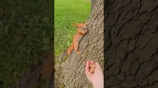 a squirrel 
