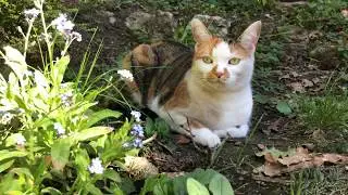 Gigi walk