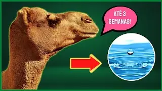 COMO OS CAMELOS CONSEGUEM FICAR TANTO TEMPO SEM BEBER ÁGUA?