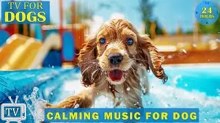 Dog Sleep Music 🐶 Music Helps Dogs Relax - Music Helps Reduce Separation Anxiety In Dogs At Home 🎵💖
