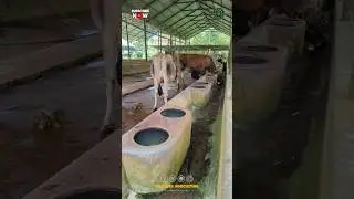 New Cow Water Drinker System