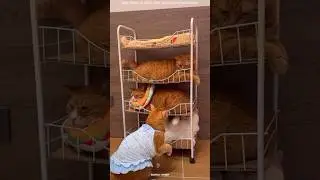 4 Cats One House TOTAL CHAOS 😂 #shortvideo