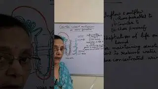 Counter - Current mechanism in Urine Formtion // Concentration of Urine # Excretion