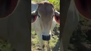 Birds and Cows: Nature&rsquo;s Partnership at TAHY COW FARM 🐦🐄