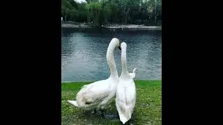 Two beautiful white swans at a beautiful lake