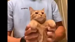 Стильно танцует Кот