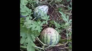 수박재배하기.Growing Watermellon..Trồng dưa hấu...Menanam Semangka...तरबूज उगाना...#수박재배하기..种植西瓜....Jeonju