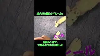 ヒールの練習　子犬のしつけ #skywan
