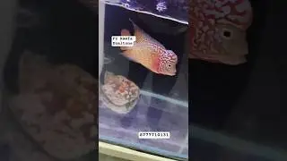 Red Base DualTone Kamfa F2 || Contact for details #kamfa #flowerhorn #kamfathailand