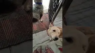 Bolt & Zimmy 🐕🐕Dog Lover's Hit Like Button ✅ 🥰