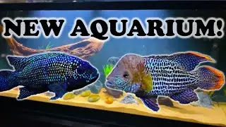 NEW 110 GALLON CUSTOM AQUARIUM for the Jack Dempsey & Green Terror Cichlids