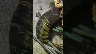Hidden Monster Revealed！WM0364 #seafood #crab #fishing #fish