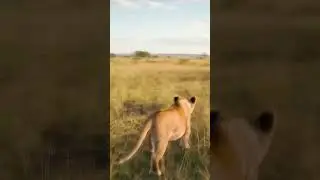 Sleek. Strong. Fearless. #Lioness