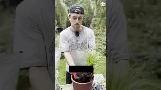 Akademia KRONEN - trawa dla kota | Kitty Grass sadzenie i pielęgnacja #roślinydomowe