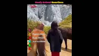 Goofy Animal Reactions #epicfails #funnymoments #lol #animalsvshumans