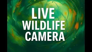 🌿Peaceful Wildlife Stream | Backyard Deer, Birds & Critters Live | Ohio🌿