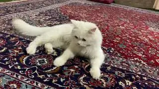 Cat catching Butterfly cat cat video cat
