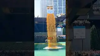 The Chicago Duck Race Explained