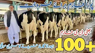 Bhatti Dairy Farm | imported cows 🐄 And Heifers | Best imported Cows 🐄 
