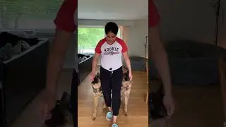 Training 2 German Shepherd Dogs together I Basic commands Heel and Sit I Training your dogs 🐕