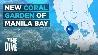 Discover Manila Bay&rsquo;s New Coral Garden | THE DIVE