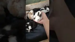 catching cute baby rabbits in the rain😍 #cute #farming #trendingshorts #pets #bunny