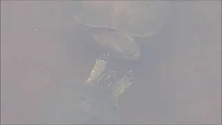 Trachemys decussata